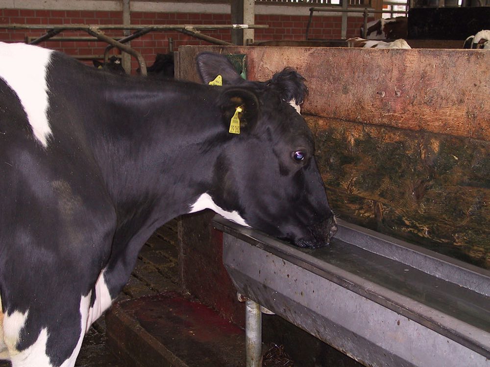Поилки для коров на привязи: подбор поилок для привязного содержания