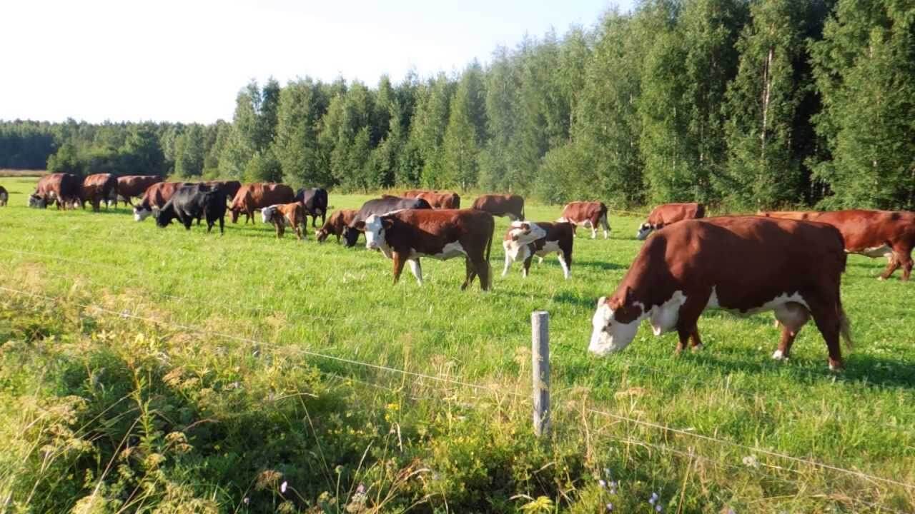 Удачное начало пастбищного сезона – залог высокой продуктивности коров —  Полезные статьи gcagro.by